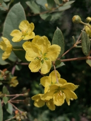 Sphedamnocarpus pruriens