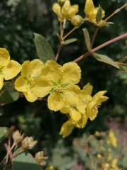 Sphedamnocarpus pruriens