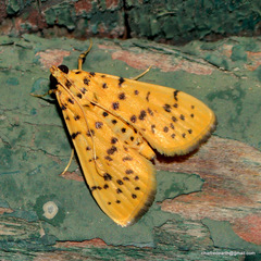 Conogethes
