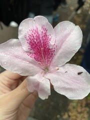 Rhododendron × pulchrum