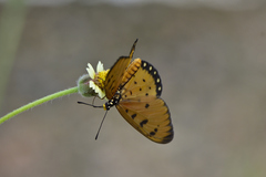 Acraea terpsicore