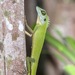 Green Crested Lizard - Photo (c) budak, some rights reserved (CC BY-NC), uploaded by budak