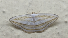 Orthocabera sericea