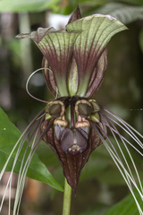 Tacca integrifolia