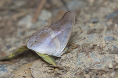 Eulaceura osteria