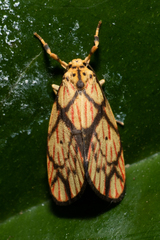 Barsilene pallinflexa