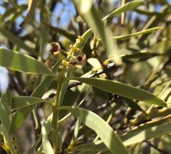 Santalum acuminatum