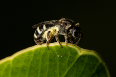 Pachyhalictus