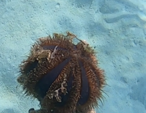 Mespilia globulus