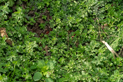 Origanum majorana