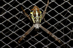 Argiope dang