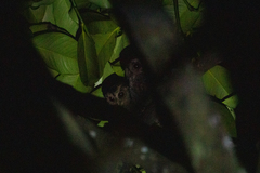 Otus lempiji