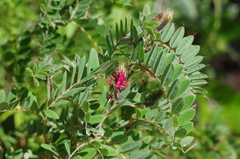 Indigofera mangokyensis
