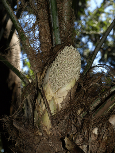 Lago Yojoa Palm (Cryosophila williamsii)