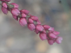 Persicaria elatior