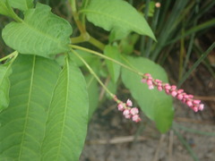 Persicaria elatior