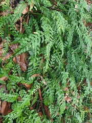 Asplenium prolongatum