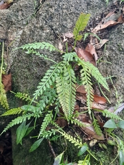 Asplenium prolongatum