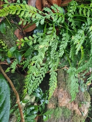 Asplenium prolongatum