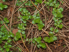 Epilobium pedunculare
