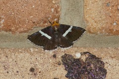 Buzara frontinus