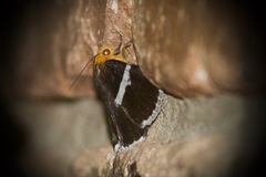 Buzara frontinus
