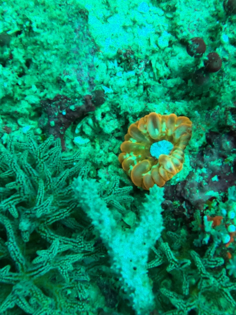 solitary cup coral