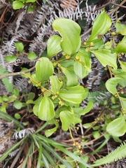 Dendrotrophe varians