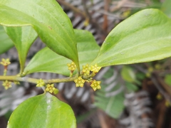 Dendrotrophe varians