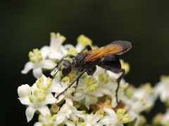 Prionyx subfuscatus