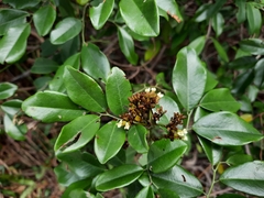 Dalbergia benthamii