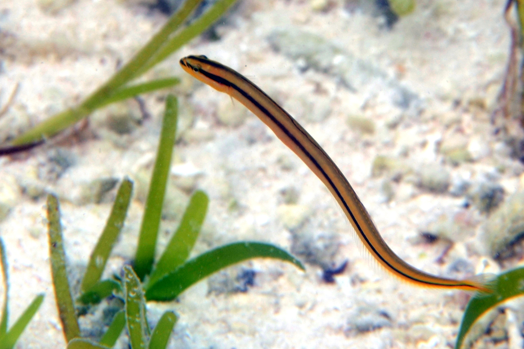 Black-lined worm goby (Gunnellichthys pleurotaenia) — Microdesmidae