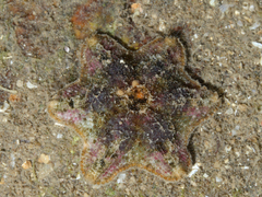 Asterinidae