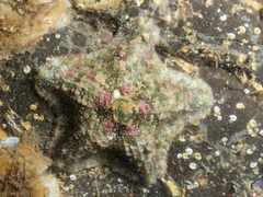 Asterinidae