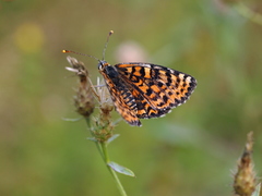 Melitaea interrupta