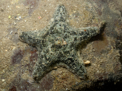 Aquilonastra