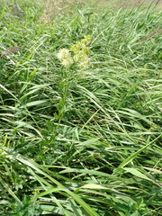 Thalictrum flavum