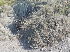 Ephedra compacta