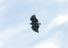 Buteogallus solitarius