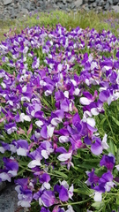Lathyrus multiceps