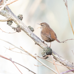 Troglodytes troglodytes