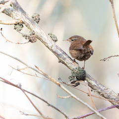 Troglodytes troglodytes