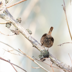 Troglodytes troglodytes