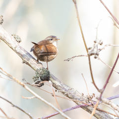 Troglodytes troglodytes