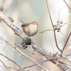 Troglodytes troglodytes