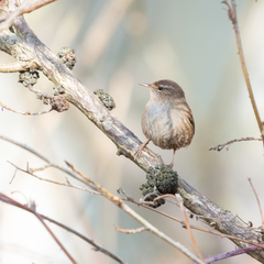 Troglodytes troglodytes