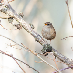 Troglodytes troglodytes