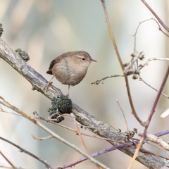 Troglodytes troglodytes