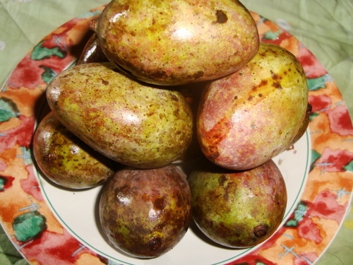 Kalimantan Mango (Mangifera casturi)