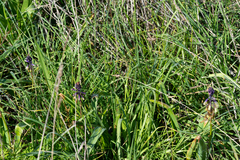 Bellevalia trifoliata